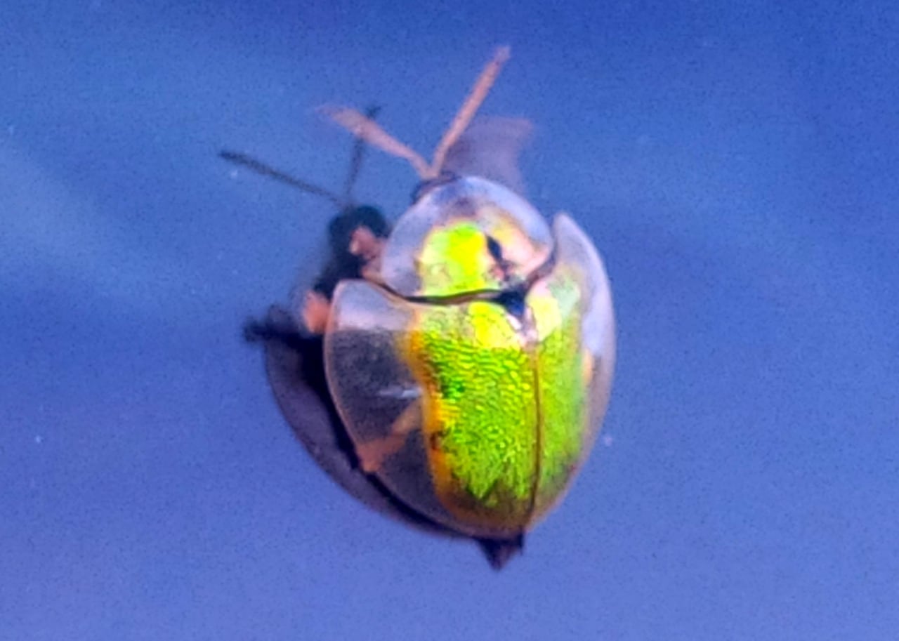 geiger tree tortoise beetle