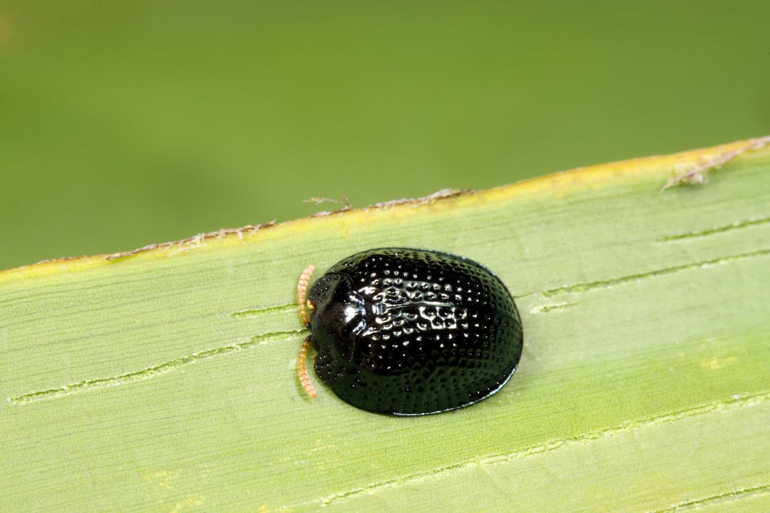 palmetto tortoise beetle