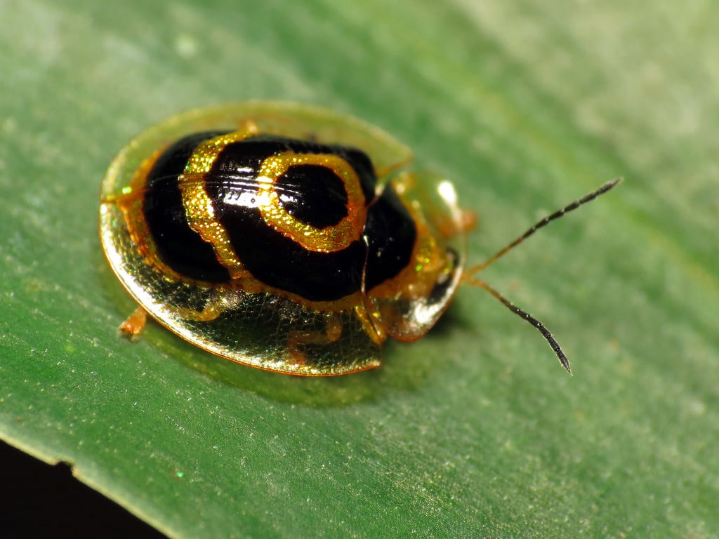 tortoise beetle