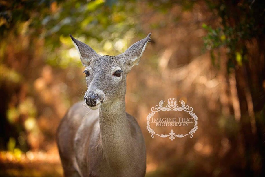 Deer Photobombs a Baby Photo Shoot and The Result Is Amazing deer-newborn-photoshoot-freeyork3
