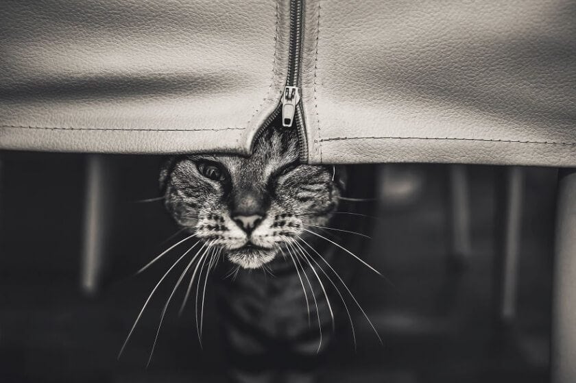 Graphic Designer Photographs Cats to Fight Her Insecurities felicity-berkleef-cat-11