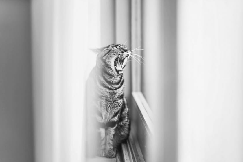 Graphic Designer Photographs Cats to Fight Her Insecurities felicity-berkleef-cat-12