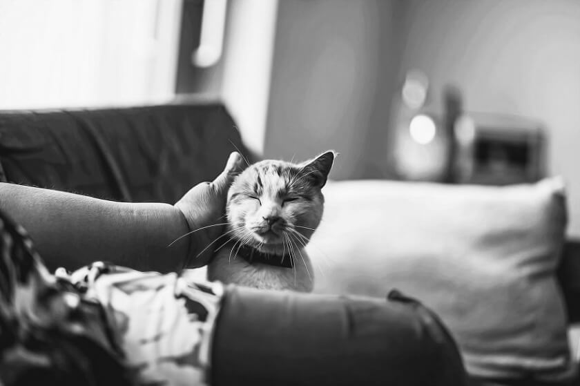 Graphic Designer Photographs Cats to Fight Her Insecurities felicity-berkleef-cat-13