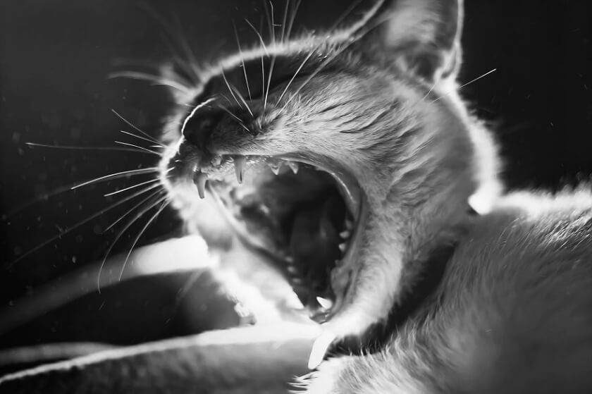 Graphic Designer Photographs Cats to Fight Her Insecurities felicity-berkleef-cat-14