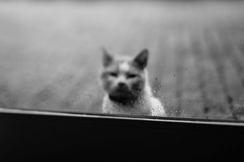 Graphic Designer Photographs Cats to Fight Her Insecurities felicity-berkleef-cat-2