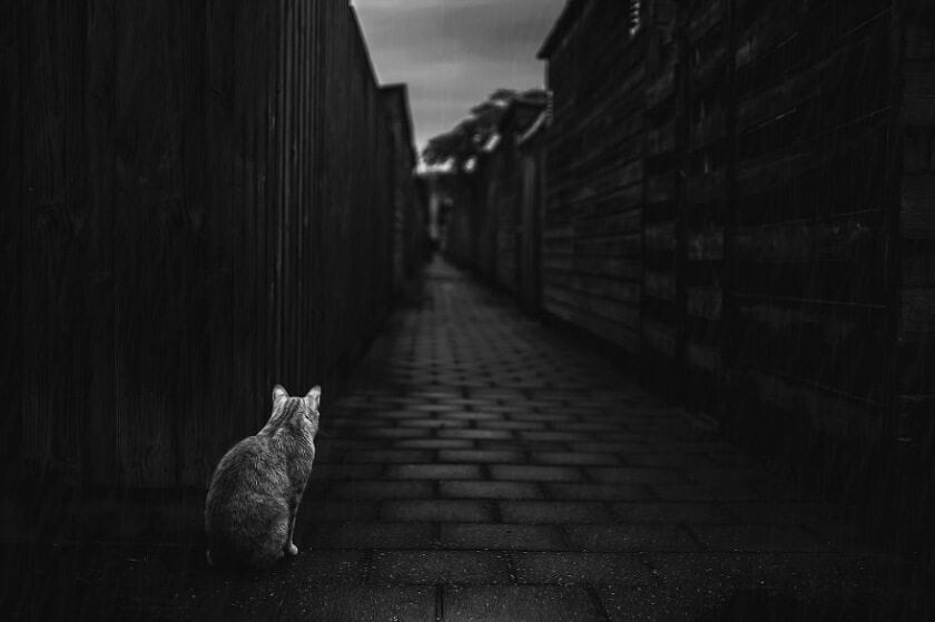 Graphic Designer Photographs Cats to Fight Her Insecurities felicity-berkleef-cat-3