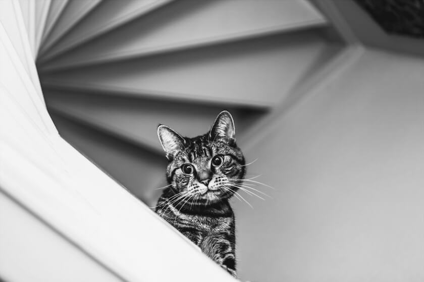 Graphic Designer Photographs Cats to Fight Her Insecurities felicity-berkleef-cat-4