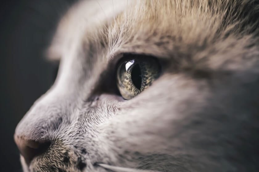 Graphic Designer Photographs Cats to Fight Her Insecurities felicity-berkleef-cat-5