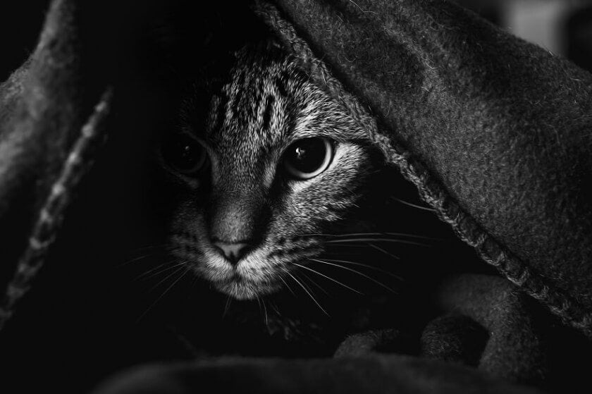 Graphic Designer Photographs Cats to Fight Her Insecurities felicity-berkleef-cat-7