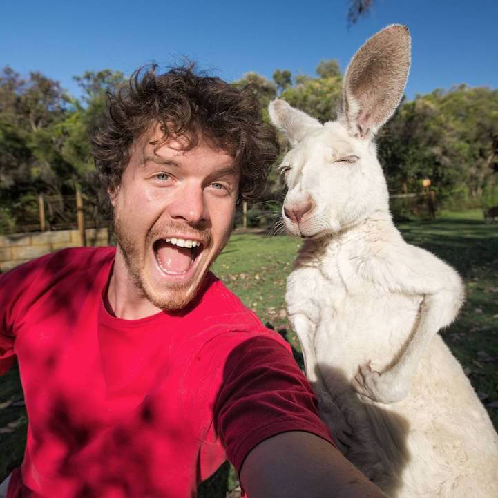 allan-dixon-animal-selfies-freeyork-12