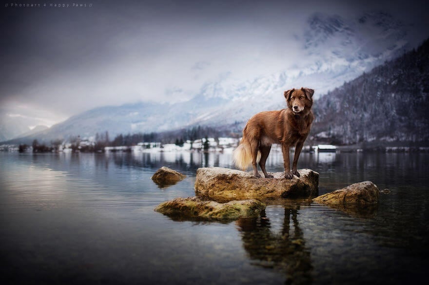 portraits-of-dogs-anne-geier-freeyork-1
