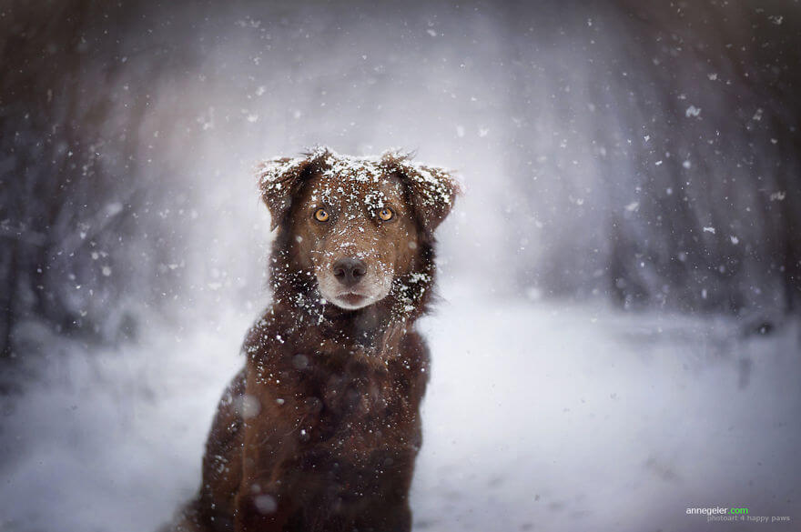 portraits-of-dogs-anne-geier-freeyork-10