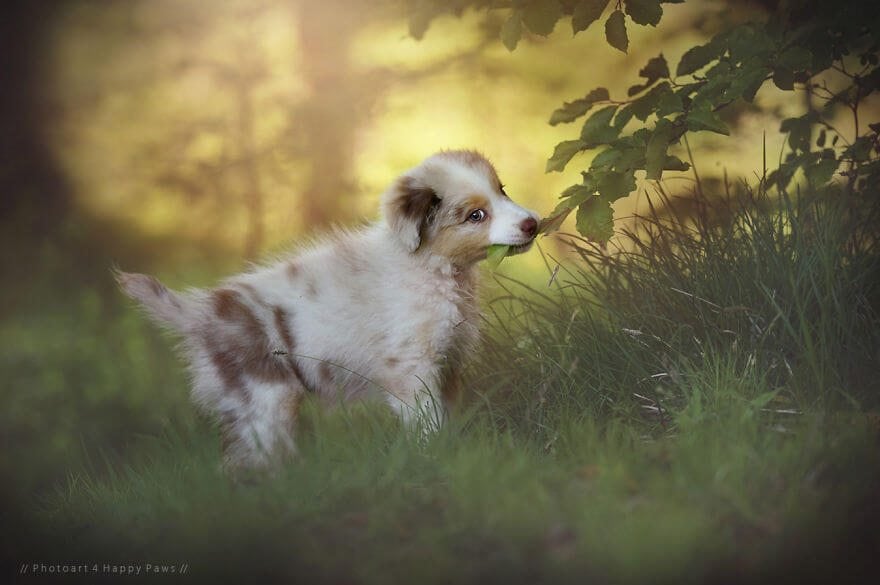 portraits-of-dogs-anne-geier-freeyork-11