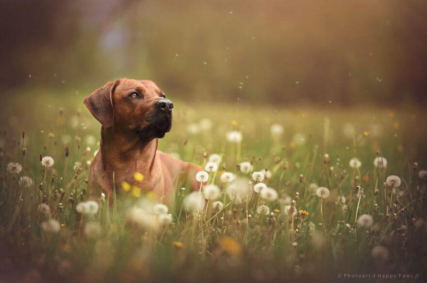 portraits-of-dogs-anne-geier-freeyork-13