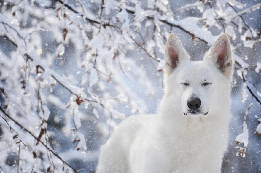 portraits-of-dogs-anne-geier-freeyork-17
