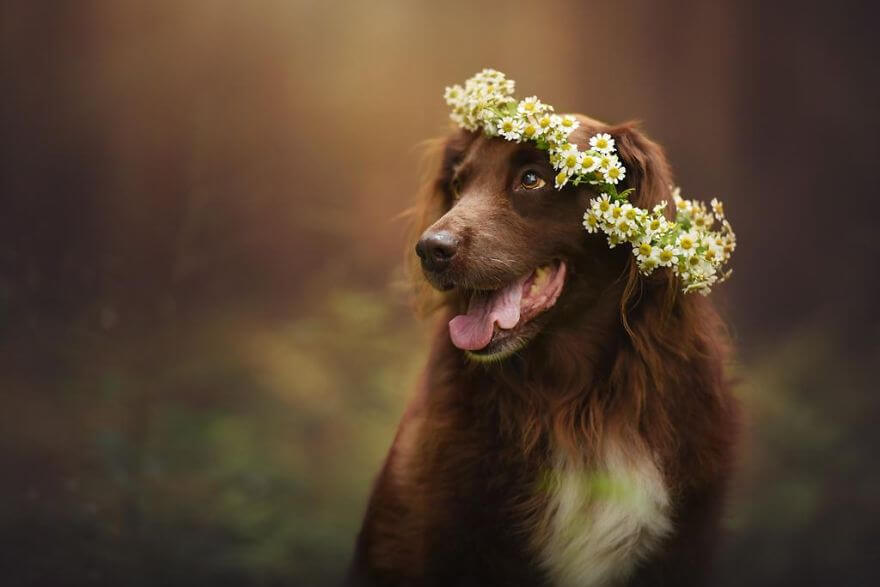 portraits-of-dogs-anne-geier-freeyork-18