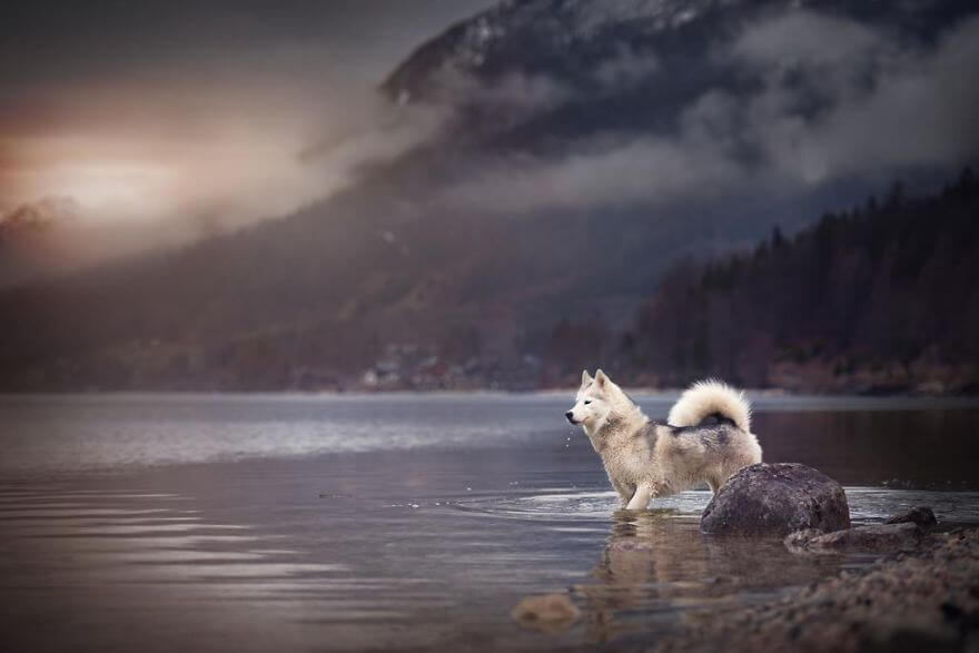 portraits-of-dogs-anne-geier-freeyork-19
