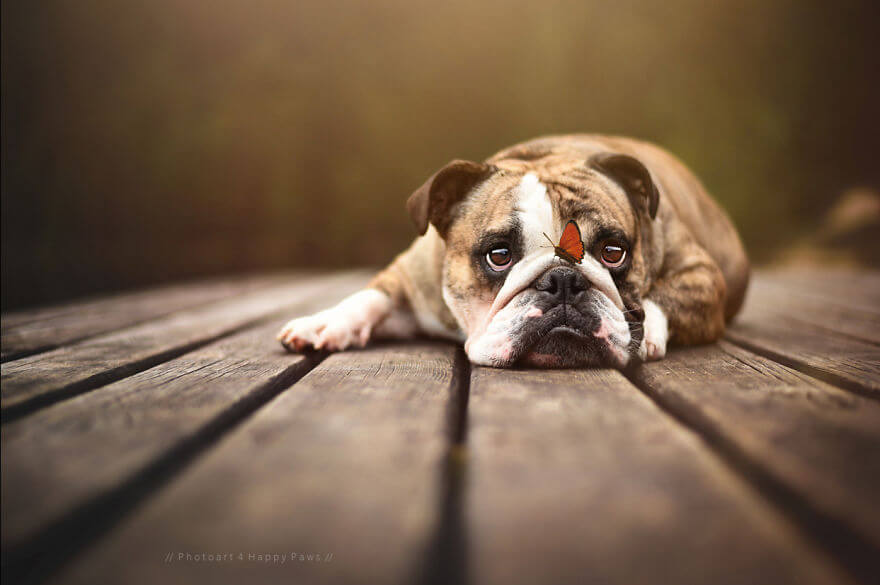 portraits-of-dogs-anne-geier-freeyork-2