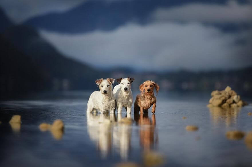 portraits-of-dogs-anne-geier-freeyork-20