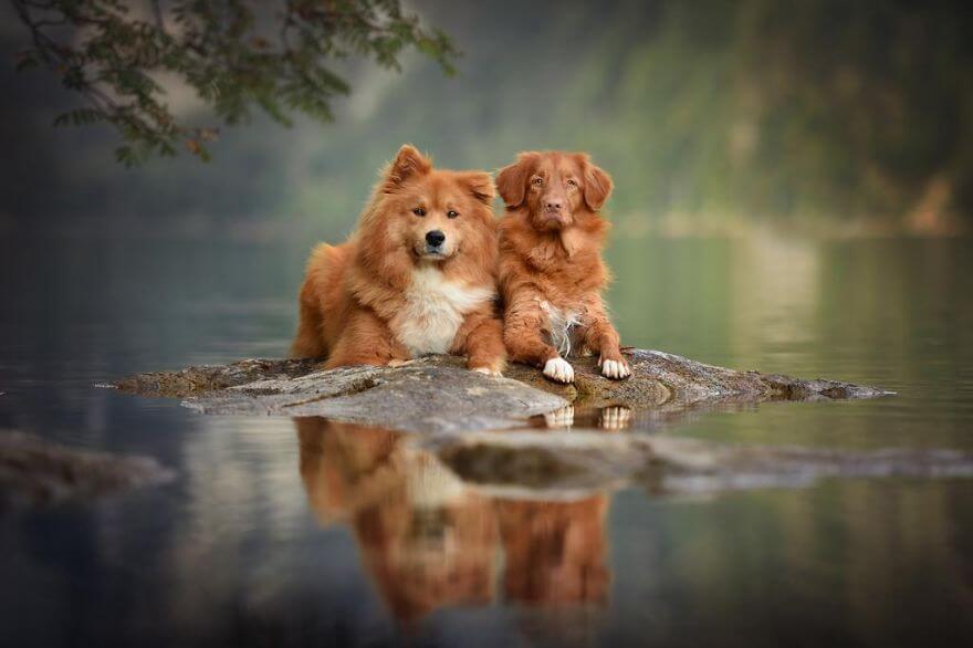 portraits-of-dogs-anne-geier-freeyork-21