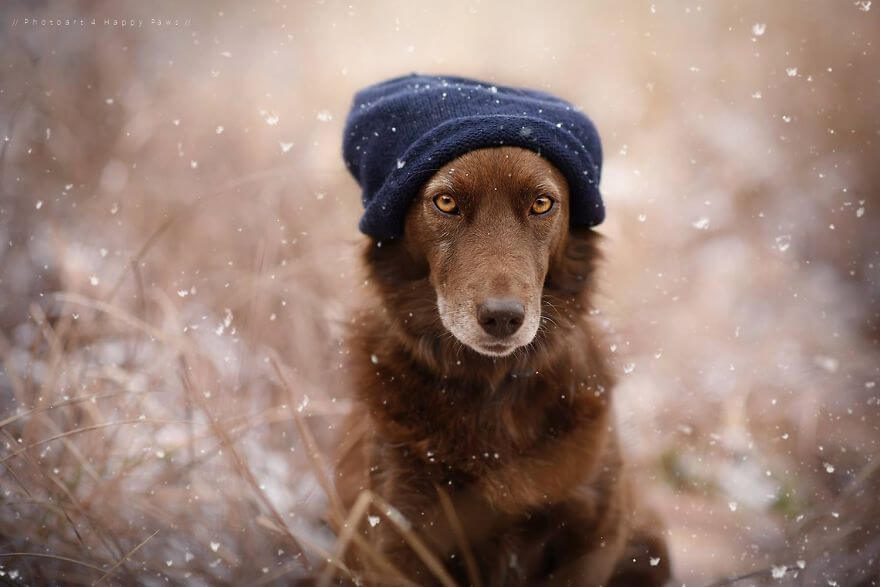 portraits-of-dogs-anne-geier-freeyork-22