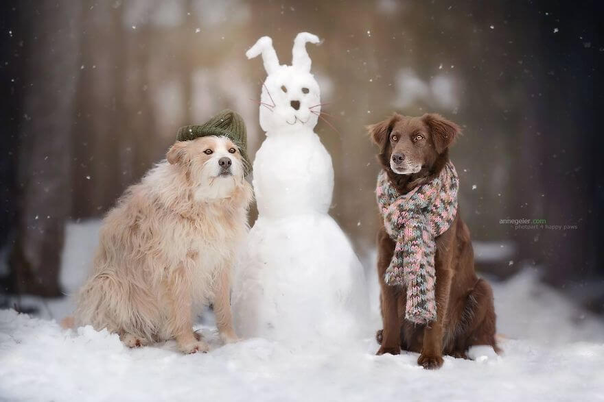 portraits-of-dogs-anne-geier-freeyork-23