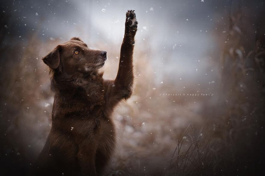 portraits-of-dogs-anne-geier-freeyork-24