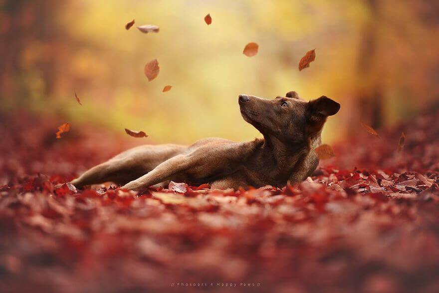 portraits-of-dogs-anne-geier-freeyork-26