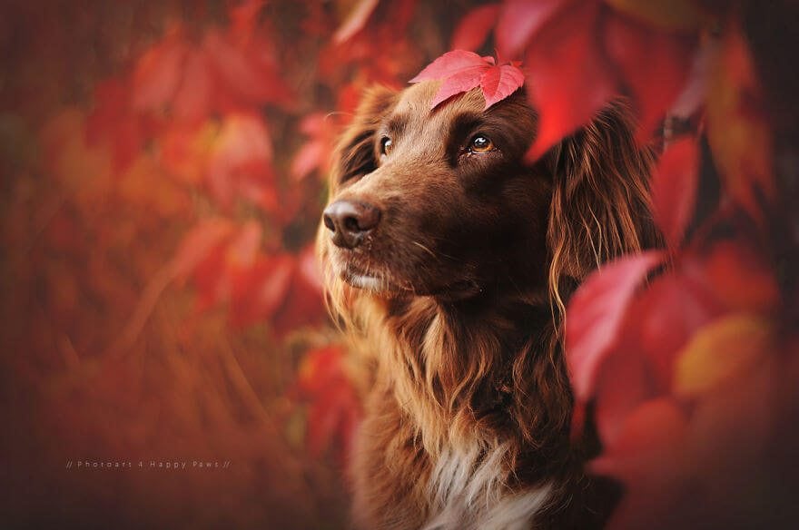 portraits-of-dogs-anne-geier-freeyork-3