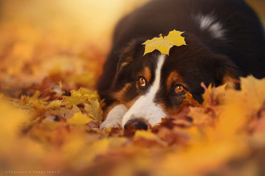 portraits-of-dogs-anne-geier-freeyork-4