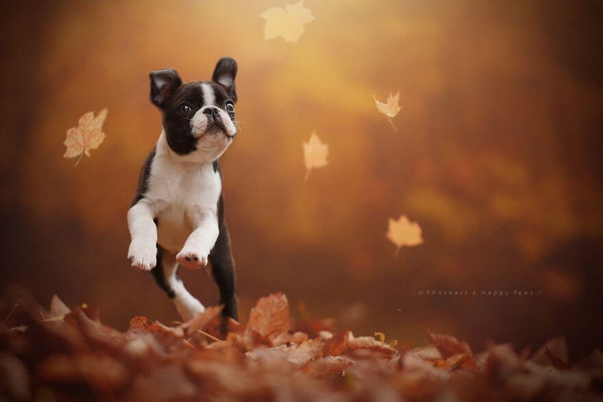 portraits-of-dogs-anne-geier-freeyork-5