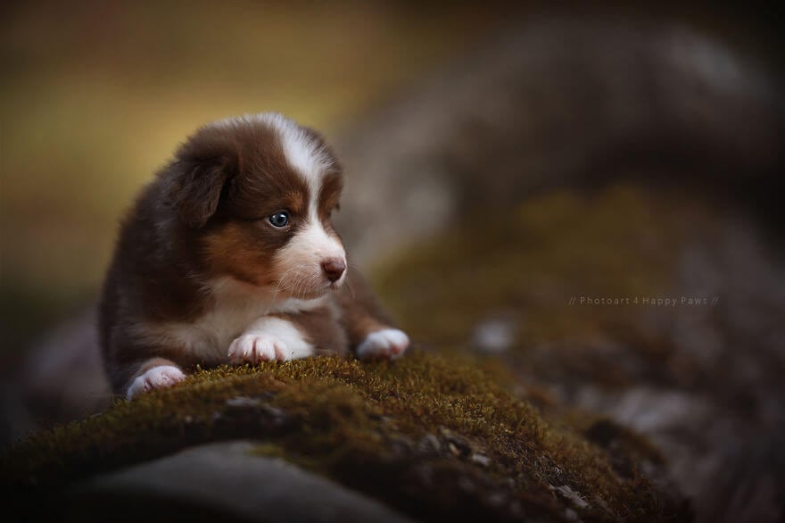 portraits-of-dogs-anne-geier-freeyork-6
