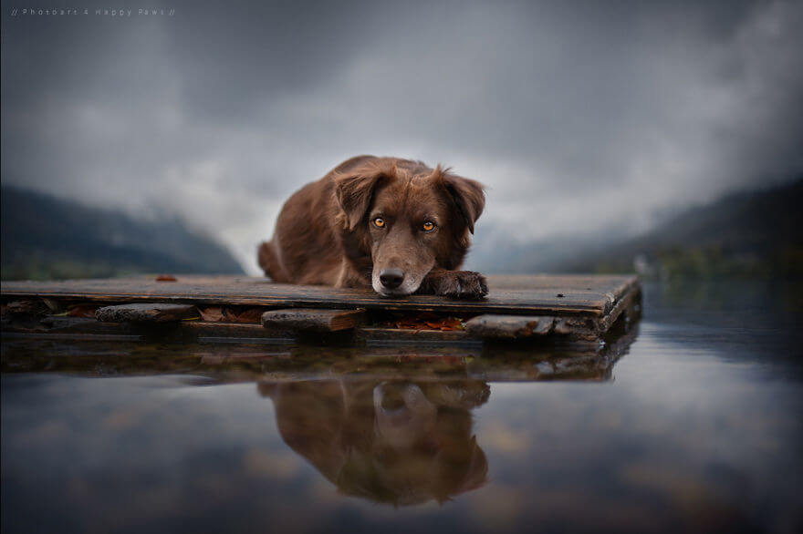 portraits-of-dogs-anne-geier-freeyork-8