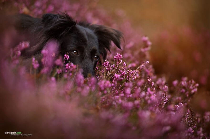 portraits-of-dogs-anne-geier-freeyork-9