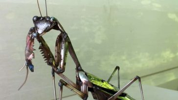welded insects john brown 1 1