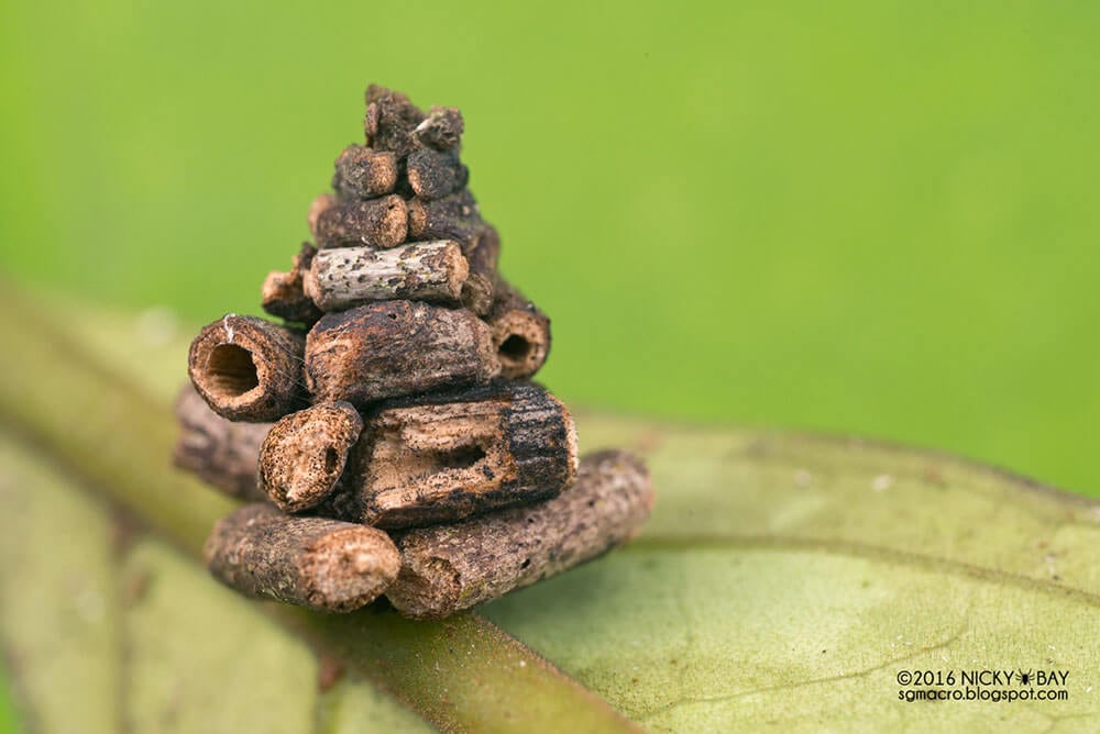 Macro Photos of Nature’s Smallest Architects by Nicky Bay 03_dsc_9549