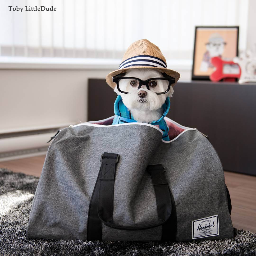 "Toby LittleDude" Cute Hipster Puppy toby-littledude-fy-16