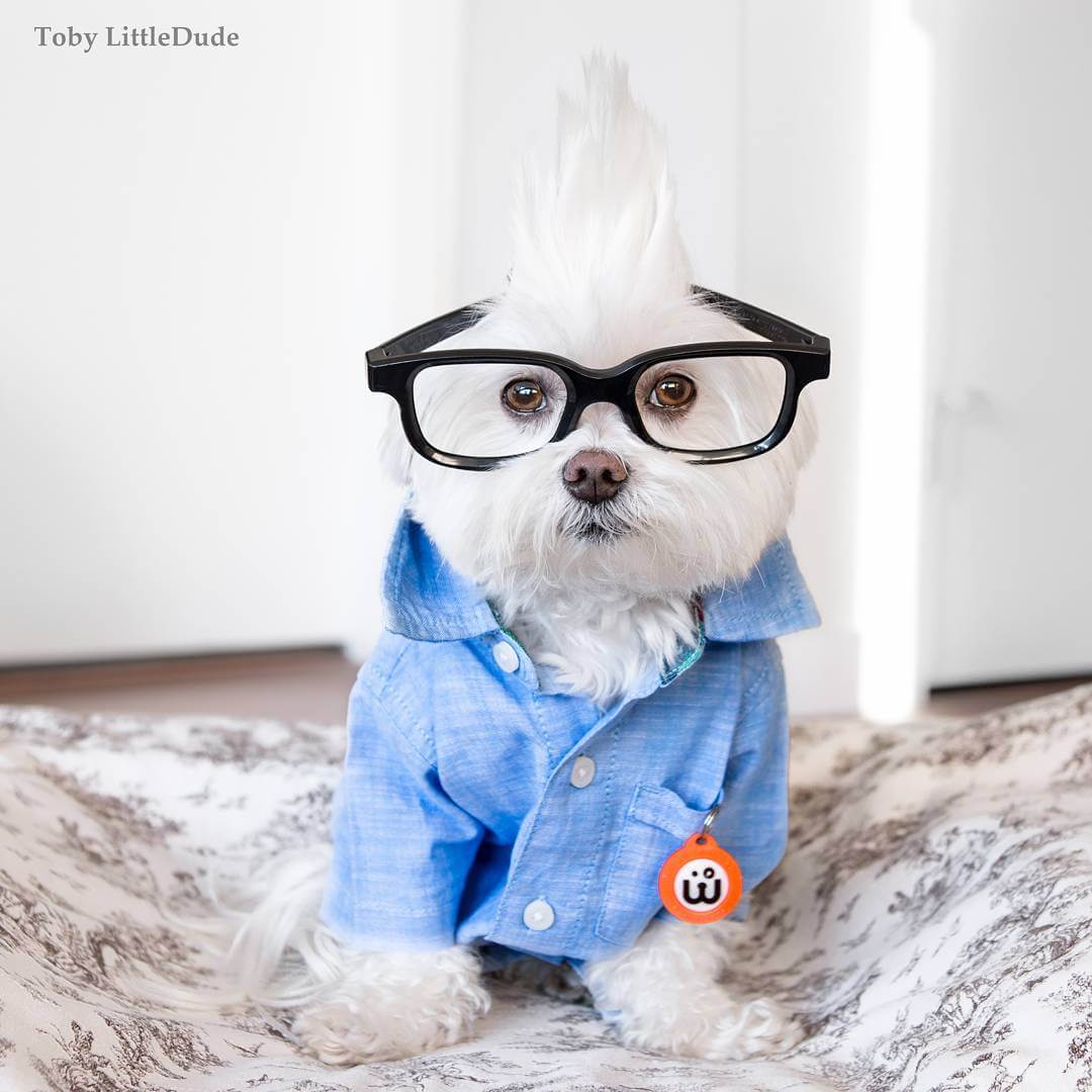 "Toby LittleDude" Cute Hipster Puppy toby-littledude-fy-6
