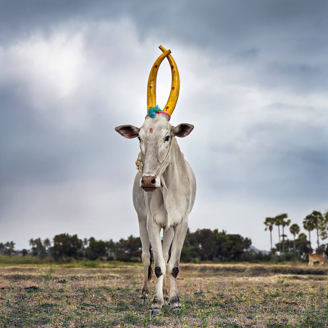 Photographer Documents A Celebration Of The Sacred Cattle sacred-animal-daniel-naude-fy-4