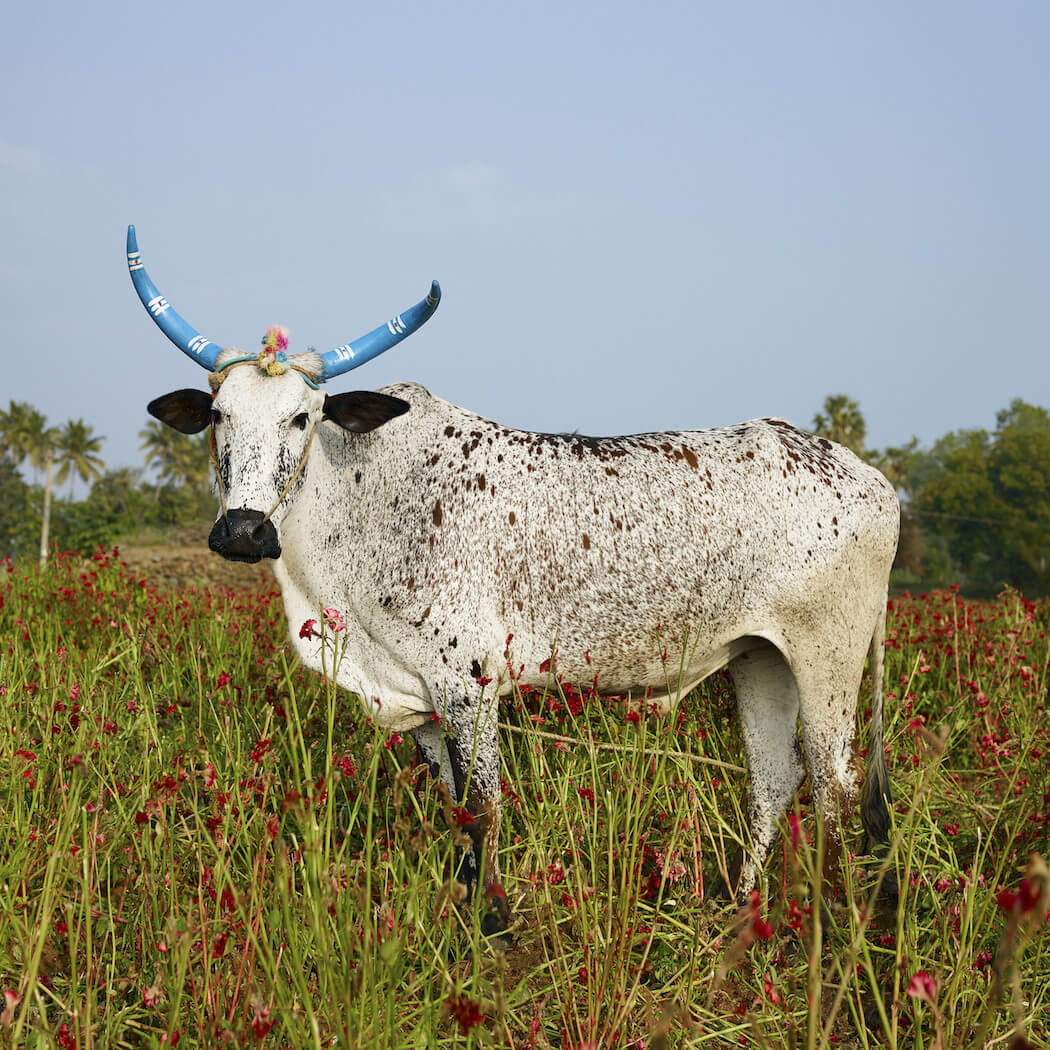 Photographer Documents A Celebration Of The Sacred Cattle sacred-animal-daniel-naude-fy-6