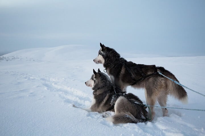 Striking Photos Shows Young Woman Living Off-the-Grid in Northern Finland brice-portolano-arctic-love-fy-18
