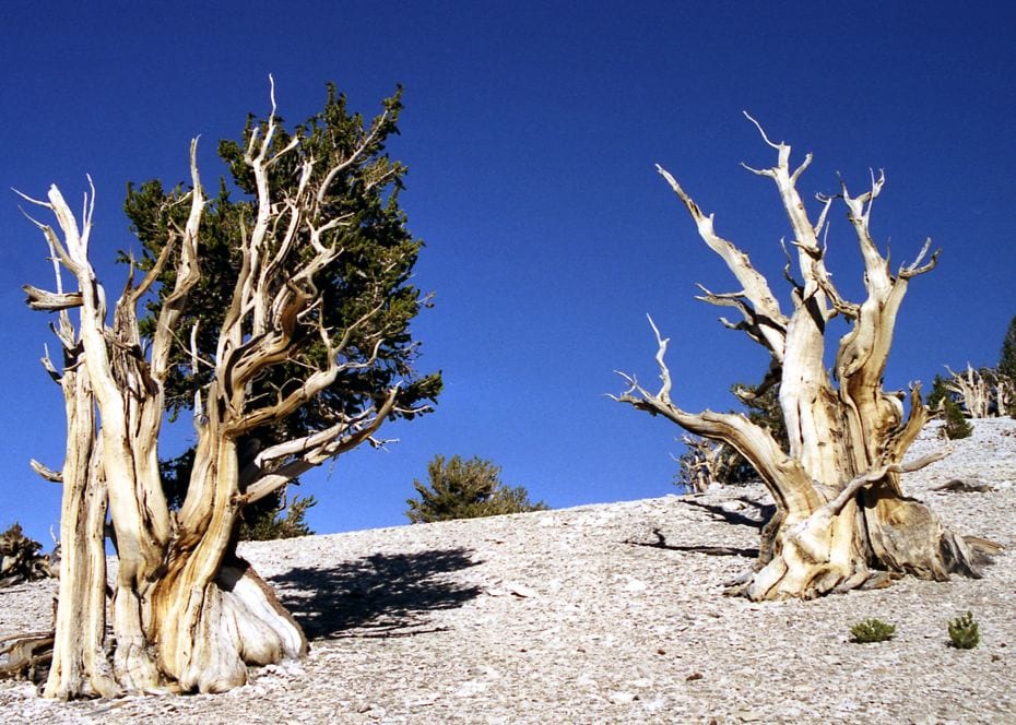 5000 Year Old Oak Tree: The Oldest Tree On The Planet, And It Calls ...