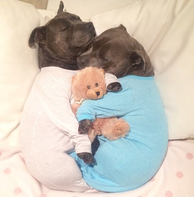 Bull Terriers Cuddle Filled Pajama Parties 1.jpeg