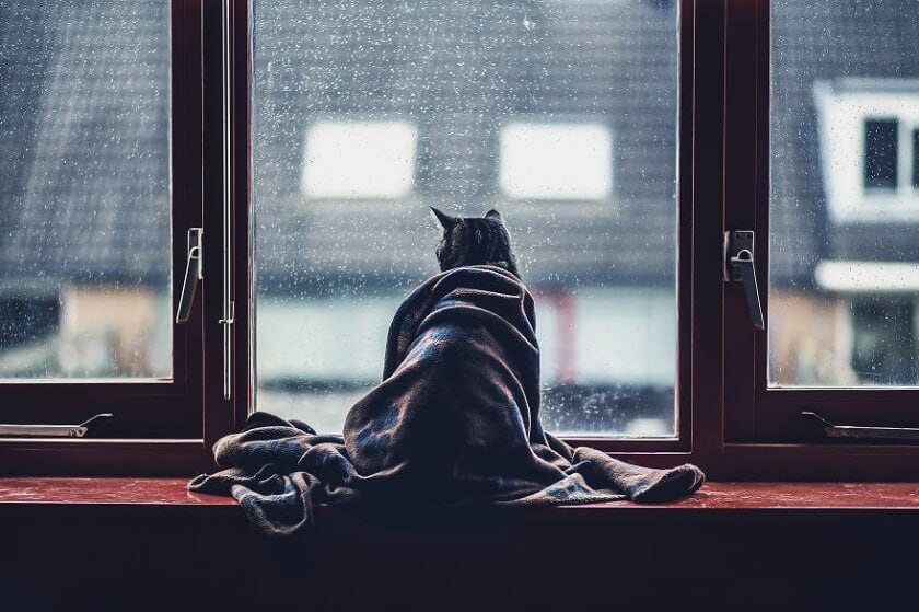 a dog sitting in front of a window