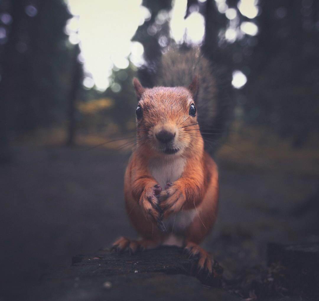 a squirrel standing on a dirt road