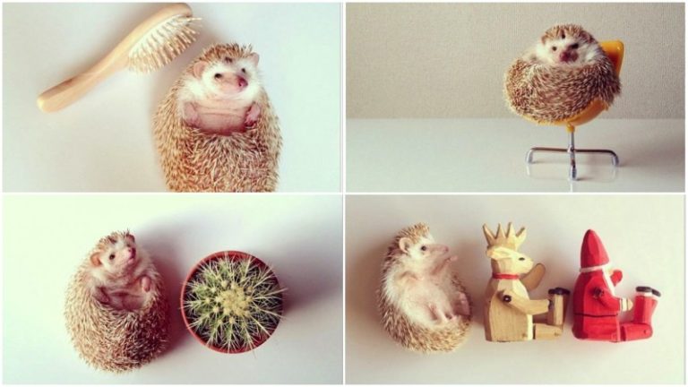Darcy: The Cutest Hedgehog In The World | FREEYORK