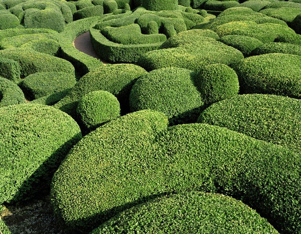a close up of a garden