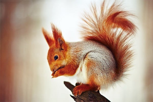 squirrel by Vurtov