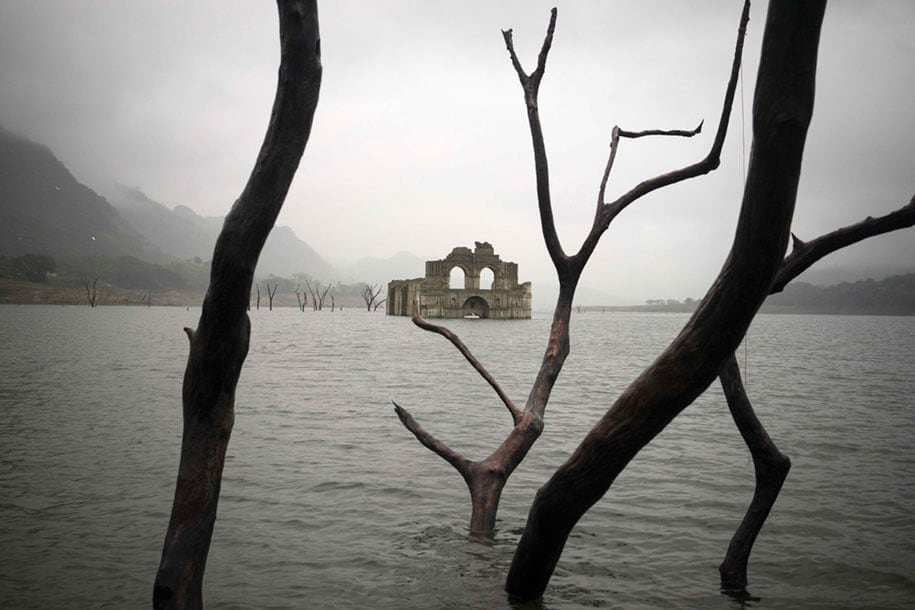 a tree next to a body of water