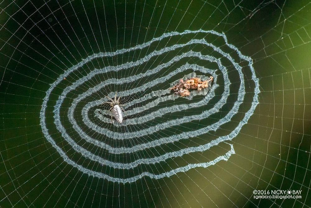 Reflective Camouflage: These Mirror Spiders Look Like Jewelry Made Of Mirror Shards mirror-spider-3
